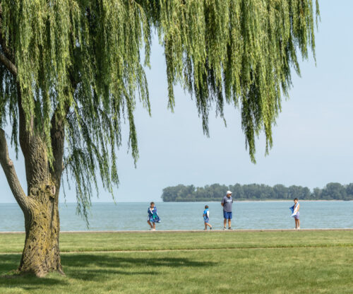 a weeping willow tree sits on the edge of the bay at maumee bay